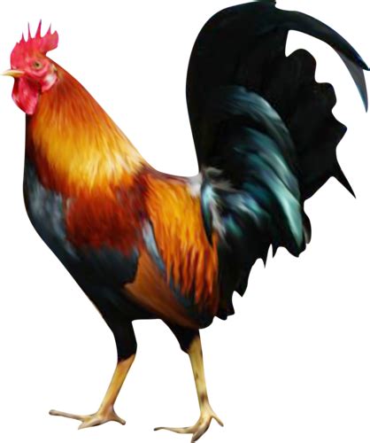 manok sabong png|Sabong toppers .